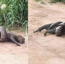 Salte&ntilde;a capt&oacute; el momento en el que un puma yaguarund&iacute; fue atrapado por una lampalagua