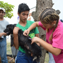 Desde el lunes continuarán castrando y vacunando gratis a las mascotas