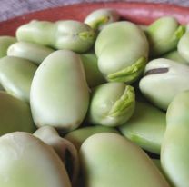 Hoy se presentará la 13º Fiesta Provincial de la Haba