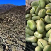 El sábado se vivirá la Fiesta Provincial del Haba en Santa Rosa de Tastil