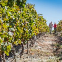 Salta te invita a disfrutar de una nueva Vendimia