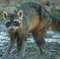 ¿Conocés al mayuato, u osito lavador?