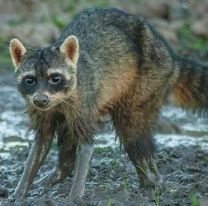 ¿Conocés al mayuato, u osito lavador?