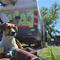 Enterate cómo sacar turno para castrar y vacunar gratis a tu mascota