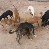 Proteccionistas ayudaron a las mascotas de la poblaci&oacute;n wichi