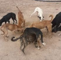 Proteccionistas ayudaron a las mascotas de la poblaci&oacute;n wichi