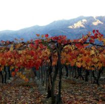 Adiós verano, comenzó el otoño y nos regala las postales más lindas