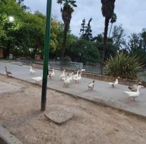 Ante las calles desiertas, los patos del parque San Mart&iacute;n salieron a pasear por la ciudad