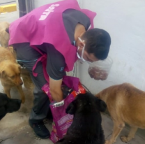 Operativo de asistencia para los animales en situación de calle