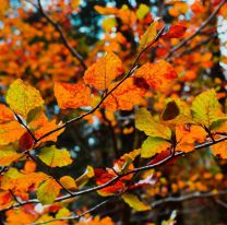 Otoño 2022: cuándo empieza realmente y qué significa equinoccio