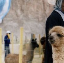 Se viene la �VII Feria Ganadera de la Puna Salte&ntilde;a 