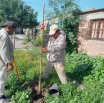 Se plantaron 50 árboles en Sanidad II