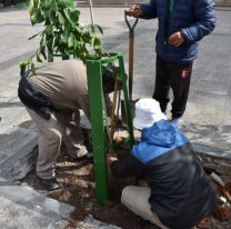 Se plantaron naranjos en la plaza 9 de Julio