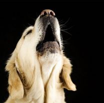 En Or&aacute;n se escuchan desgarradores aullidos de perros en la noche