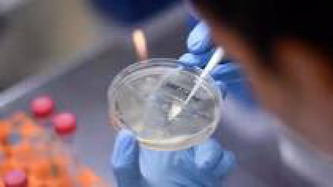 Un popular fármaco antiparasitario eliminaría al covid-19 en 48 horas
