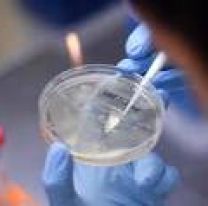 Un popular f&aacute;rmaco antiparasitario eliminar&iacute;a al covid-19 en 48 horas