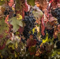 Viví la Semana del Malbec de Altura: degustación virtual hasta el 13