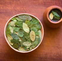 Salta plantea solicitar a Nación la liberación de la hoja de coca