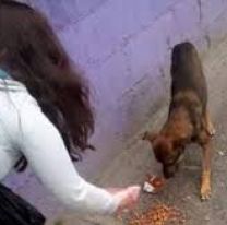 En plena cuarentena, salte&ntilde;a se sacrifica por alimentar a los perritos callejeros