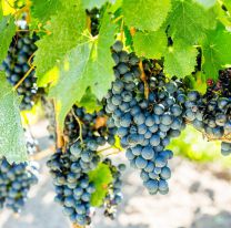 Con distintas actividades Salta celebr&oacute; el D&iacute;a Internacional del Malbec de Altura