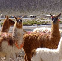 Descubren que las llamas podrían ser clave en la lucha contra el coronavirus