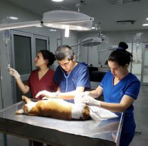 Reabrieron el hospital municipal de mascotas
