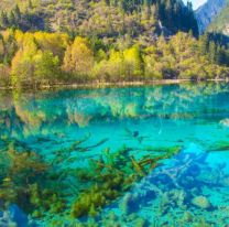 La cuarentena redujo la contaminaci&oacute;n un 50%