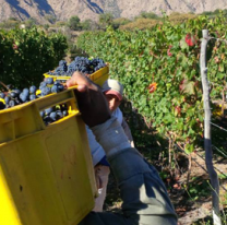 Se cosecharon más de 35 millones de kilos de uva en la zona vitivinícola de Cafayate