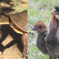 En cuarentena, aparecieron especies que no se veían en el dique Cabra Corral