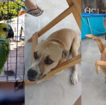 Día del Animal: homenajealo mandando una foto o un video