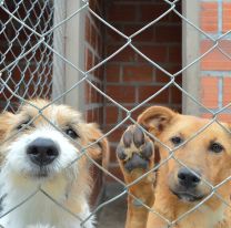 Setenta mascotas se encuentran en el Centro de Adopciones “Matías Nicolás Mancilla