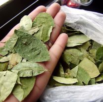 Gestionan la vuelta de la coca al norte: &iquest;llegar&aacute; m&aacute;s barata a Salta?