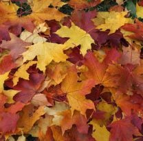 &#8220;¡No son basura!&#8221;: las hojas del otoño, las mejores aliadas para tu compost