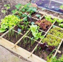 Podes tener tu propia huerta en casa: conoc&eacute; los detalles