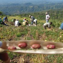 Un pedido de México podría generar miles de puestos de trabajo en Salta