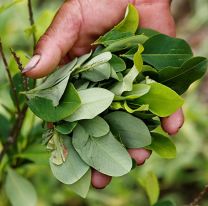 Salta podr&iacute;a empezar a producir hojas de coca