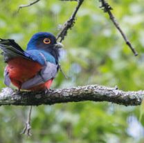9 de mayo: Día Mundial de las Aves