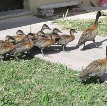 Aves silvestres fueron rescatadas y llevadas a su ambiente natural
