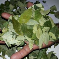 Confirman que la producción de coca es viable con el clima salteño