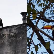 Los tucanes siguen sorprendiendo a los vecinos de Salta
