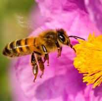Día Mundial de las Abejas: por qué son tan importantes