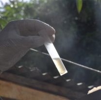 El INTA desarrolló un producto que mata las larvas del mosquito que transmite dengue