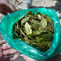 C&oacute;mo son los paquetes de coca “gratis” que entregar&aacute; el Estado en Salta