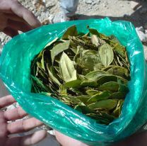 Cómo son los paquetes de coca “gratis” que entregará el Estado en Salta