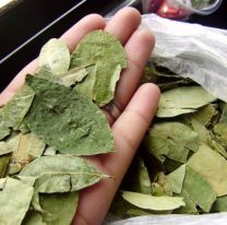 PROYECTO PRESENTADO | Se viene el cultivo de coca a Salta y Jujuy