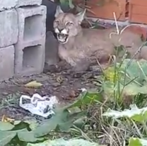 VIDEO | Un puma en peligro de extinción apareció en el patio de una casa en Chicoana