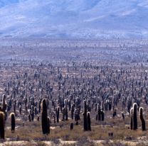 Parque Nacional Los Cardones: cardonales y cerros multicolores que enamoran a todos