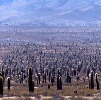 Parque Nacional Los Cardones: cardonales y cerros multicolores que enamoran a todos