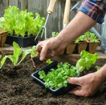Un taller ense&ntilde;ar&aacute; a cultivar huertas ecol&oacute;gicas en espacios reducidos