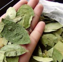 Salteños juntan firmas para lograr la legalización del comercio de la hoja de coca en Argentina